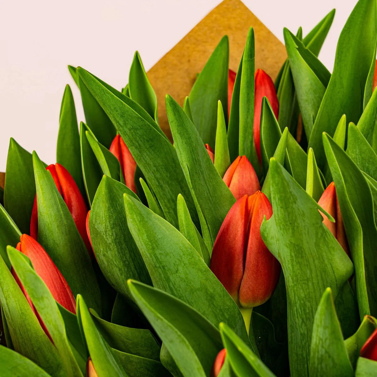 51 красный тюльпанфото №3 51 красный тюльпан