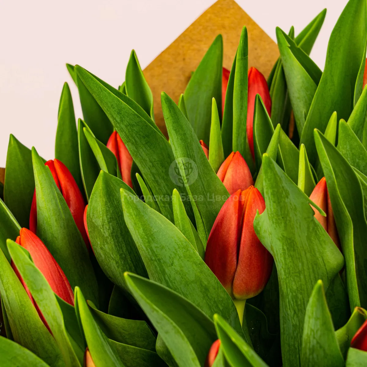 51 красный тюльпан фото №3 51 красный тюльпан