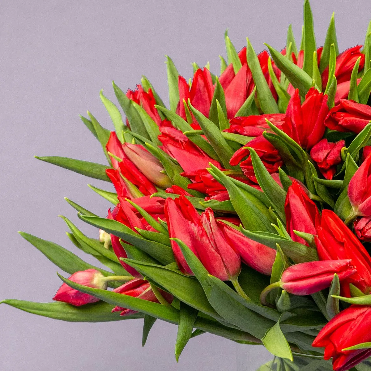 Букет из 101 красного тюльпанафото №3 Букет из 101 красного тюльпана