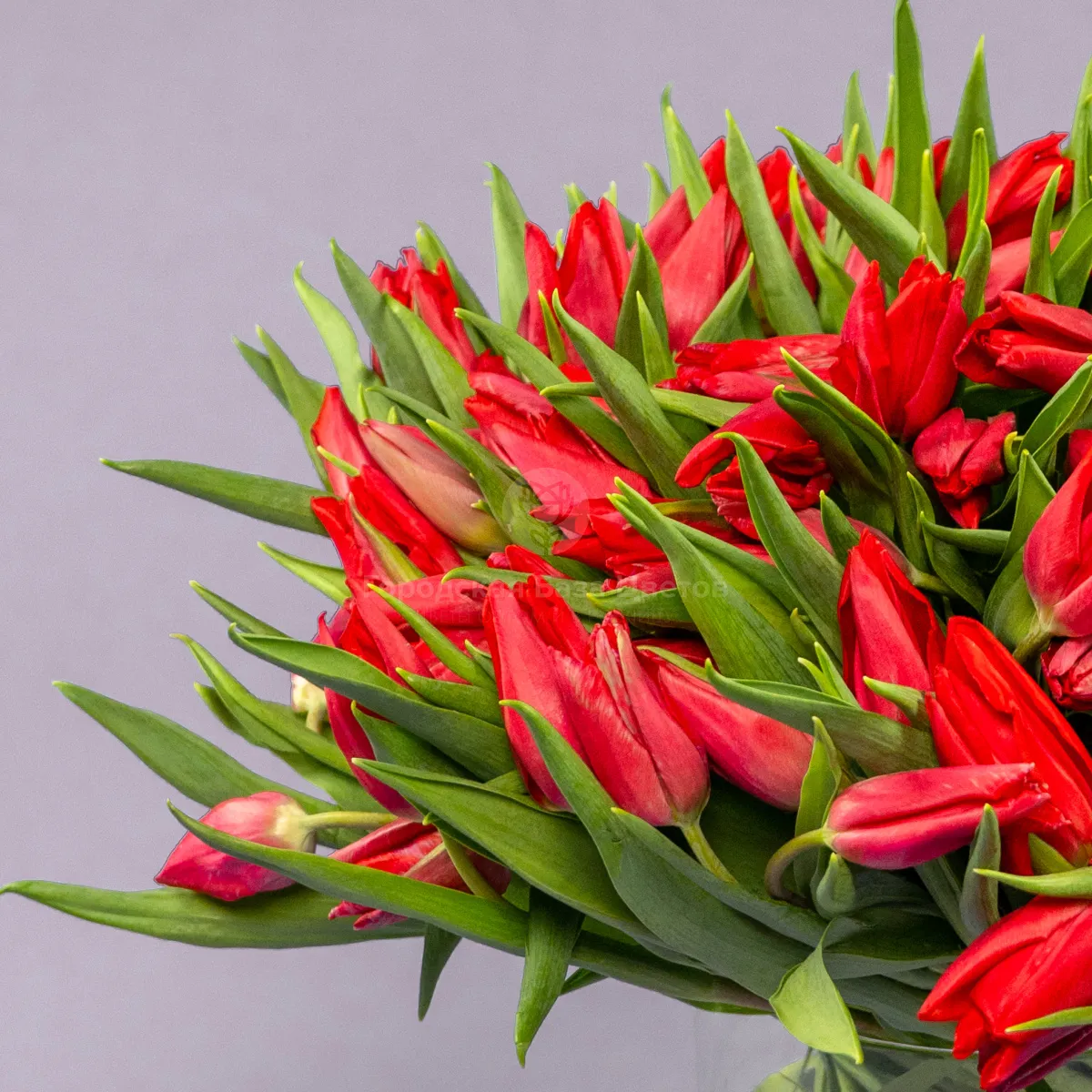 Букет из 101 красного тюльпана фото №3 Букет из 101 красного тюльпана