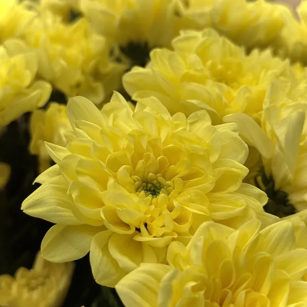 Букет из 19 хризантем