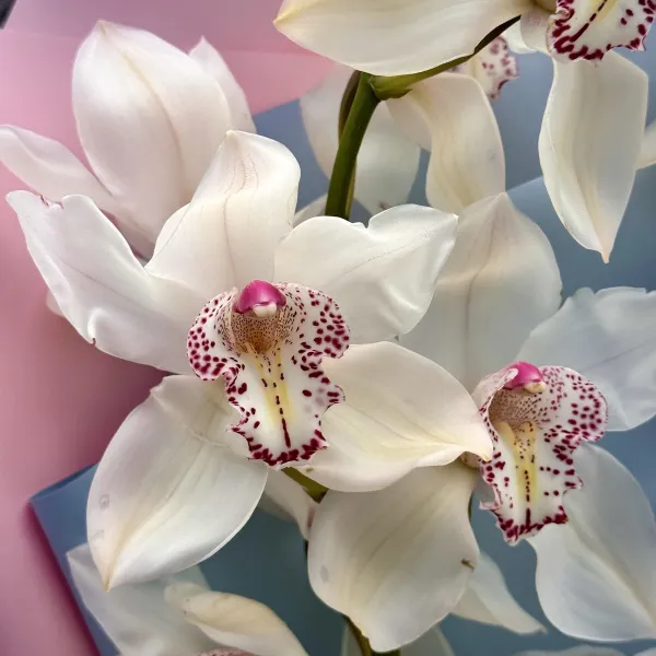 Букет из орхидей