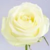 37 белых роз (50 см)
