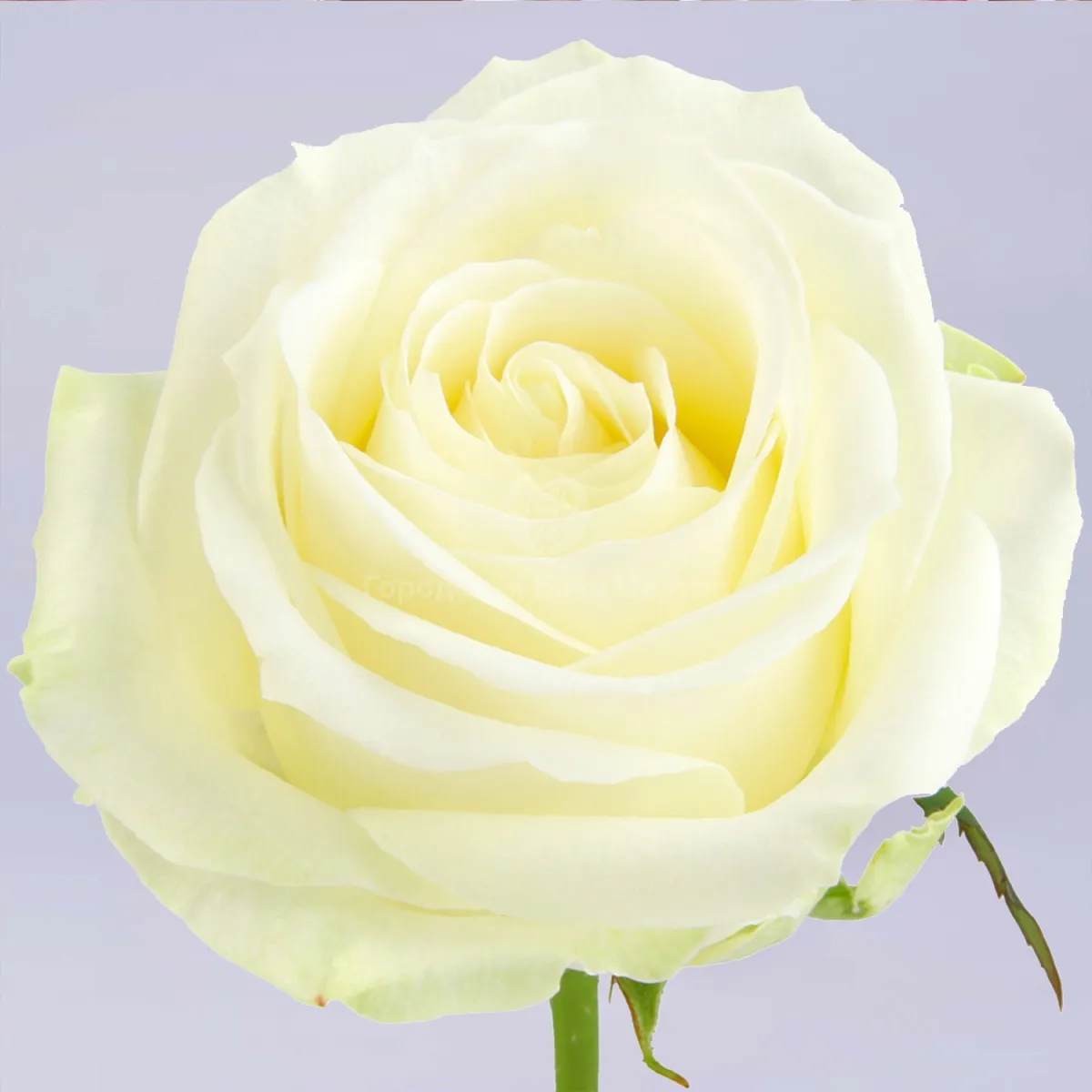 65 белых роз (60 см)