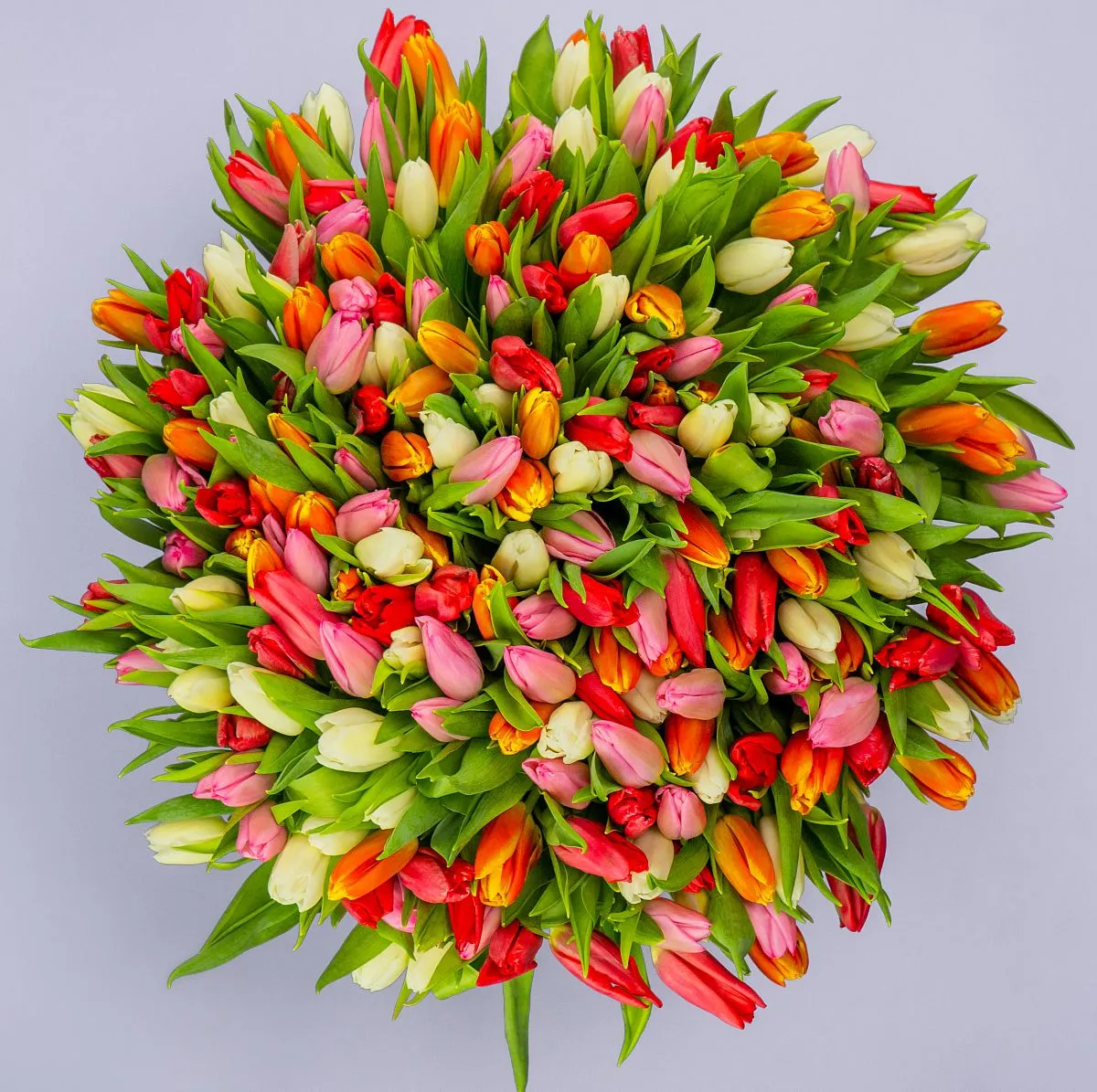 Букет из 201 тюльпана миксфото №2 Букет из 201 тюльпана микс