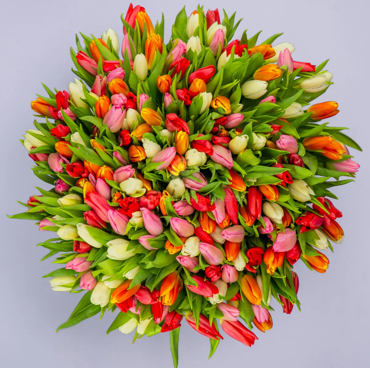 Букет из 201 тюльпана микс фото №2 Букет из 201 тюльпана микс