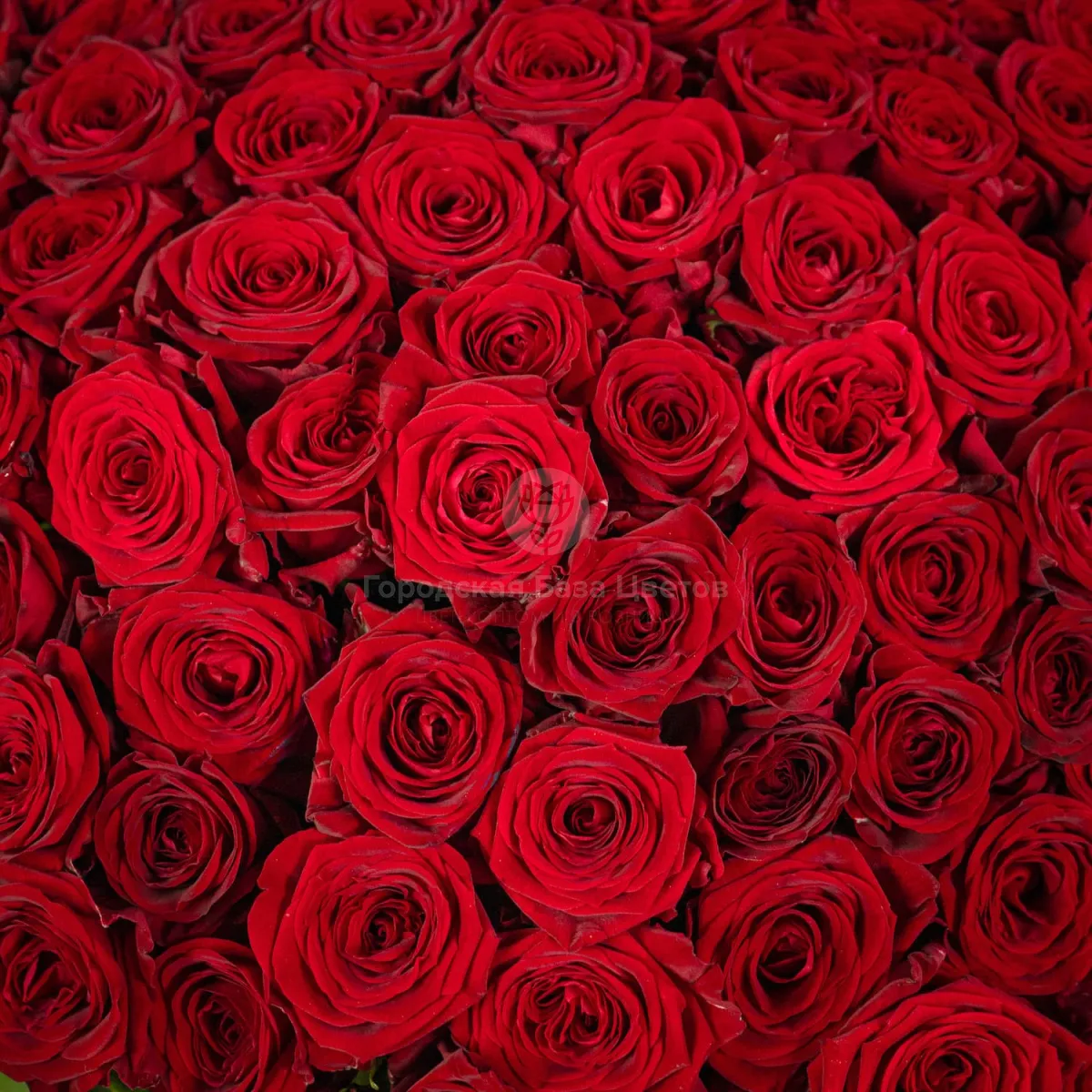 Букет из 151 розы и эвкалипта