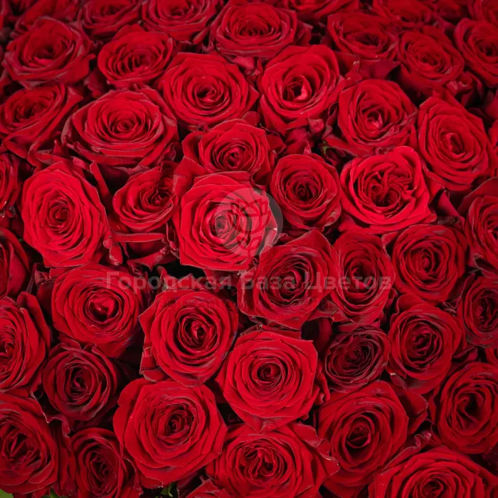 Букет из 151 розы и эвкалипта