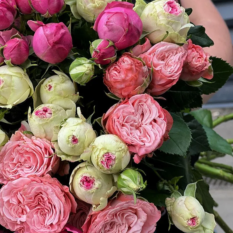 15 бело-розовых кустовых роз