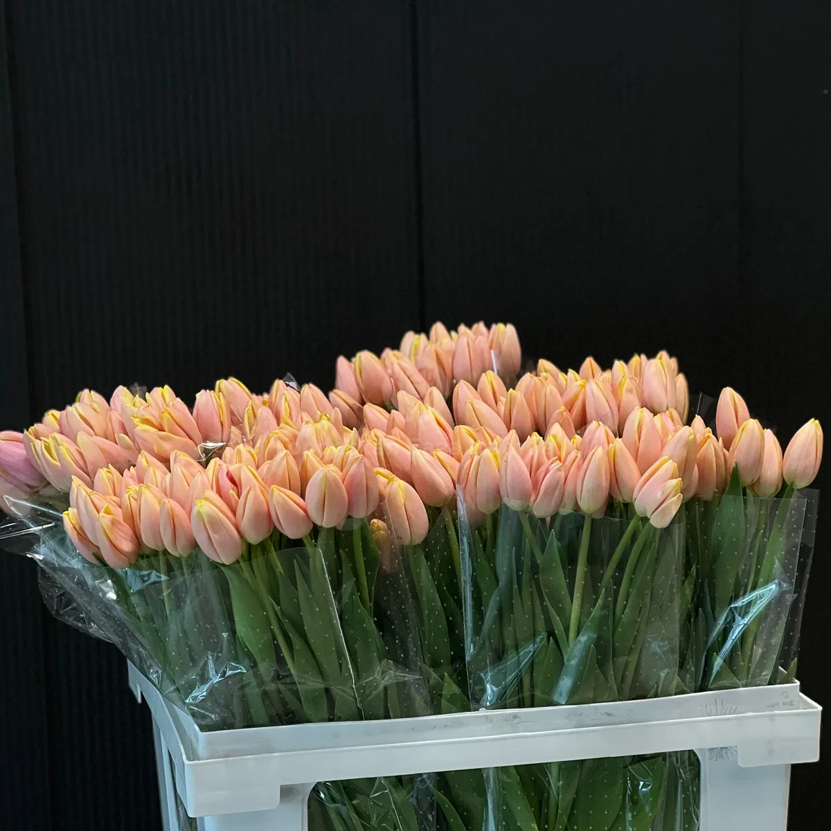 53 коралловых тюльпана фото №2 53 коралловых тюльпана