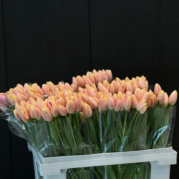 29 коралловых тюльпанов фото №2 29 коралловых тюльпанов