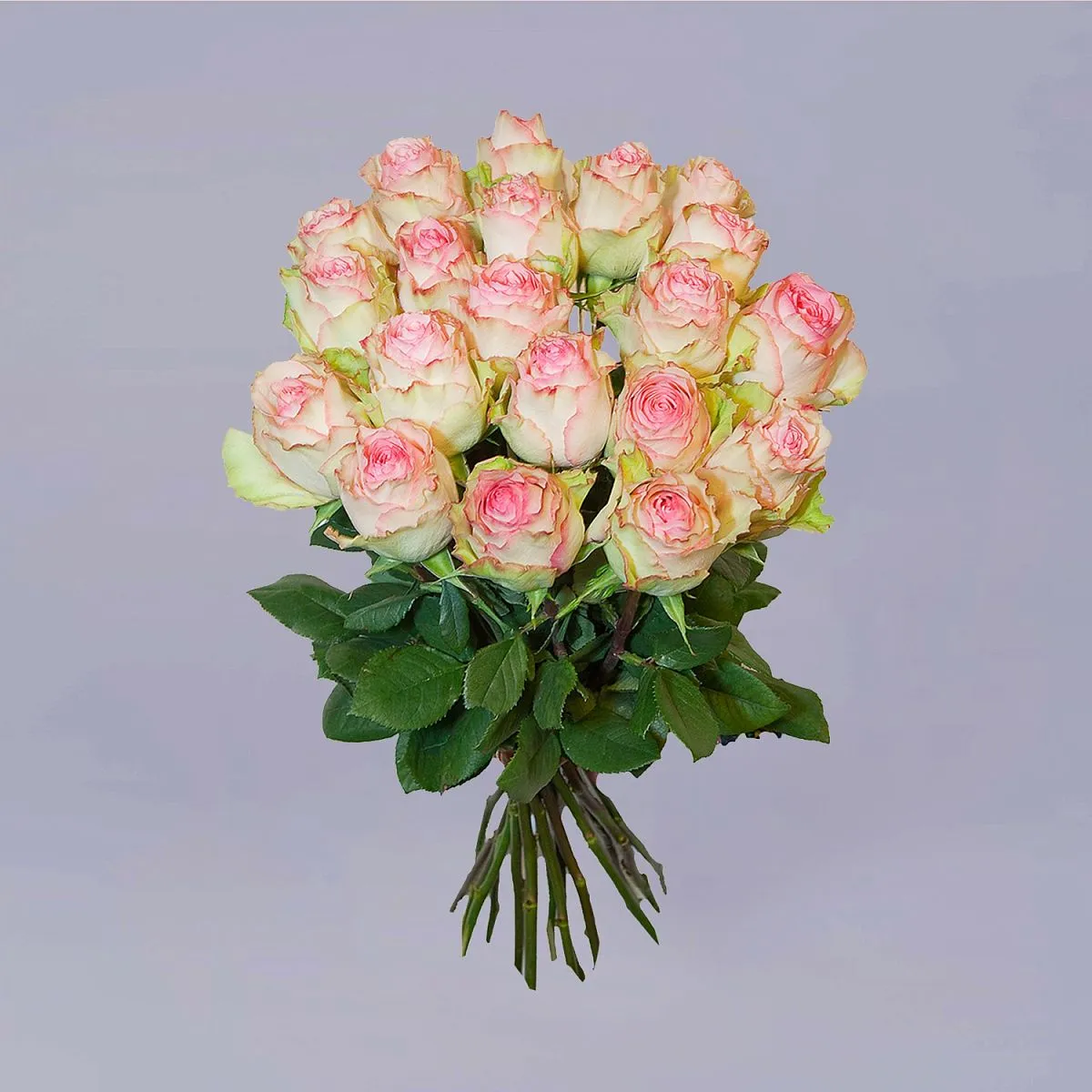 33 бело-розовые розы (70 см)