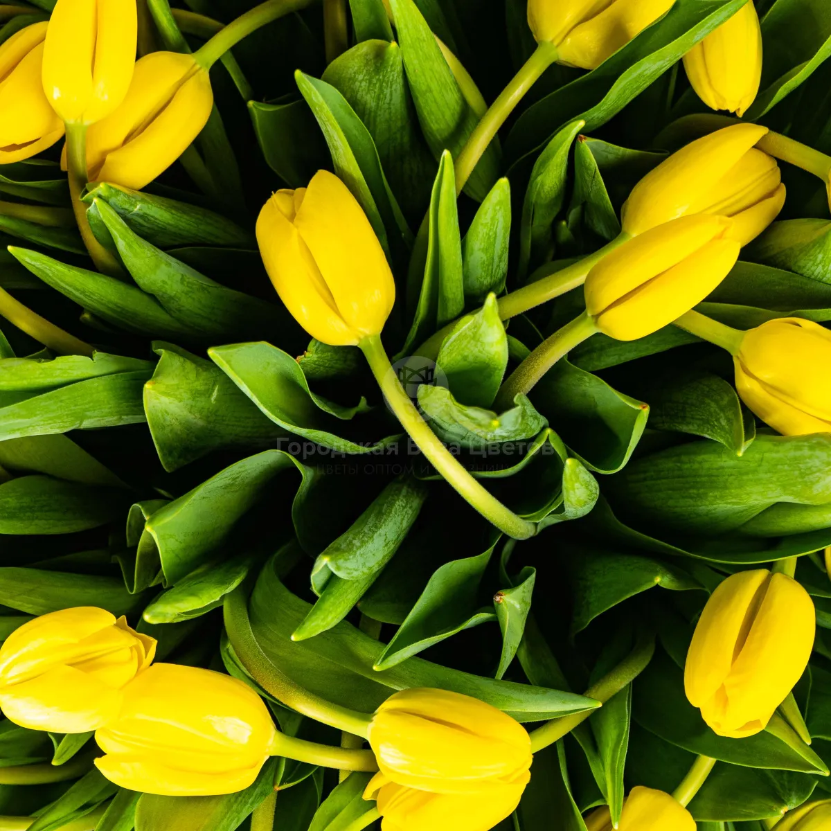 101 жёлтый тюльпан в коробке фото №4 101 жёлтый тюльпан в коробке