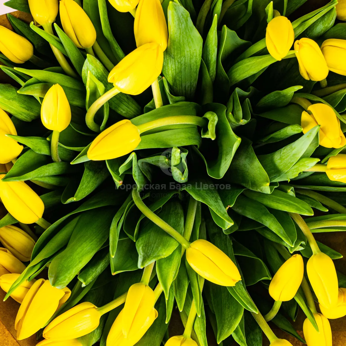 51 жёлтый тюльпан фото №4 51 жёлтый тюльпан