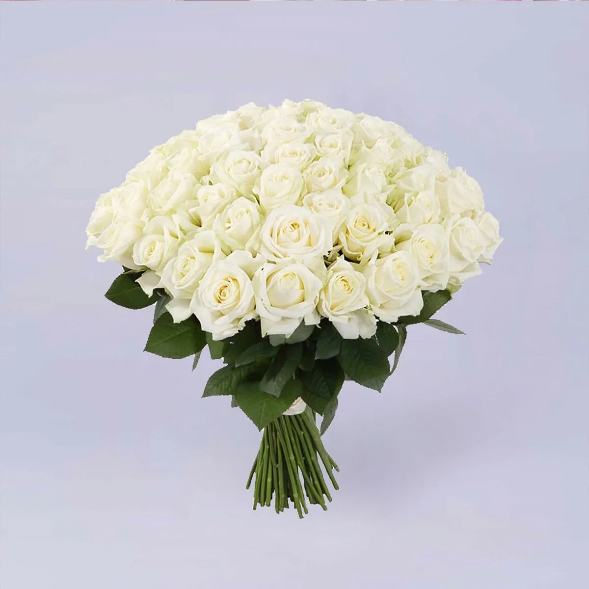 53 белые розы (70 см)