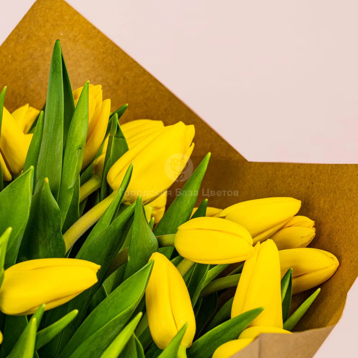 51 жёлтый тюльпан фото №5 51 жёлтый тюльпан