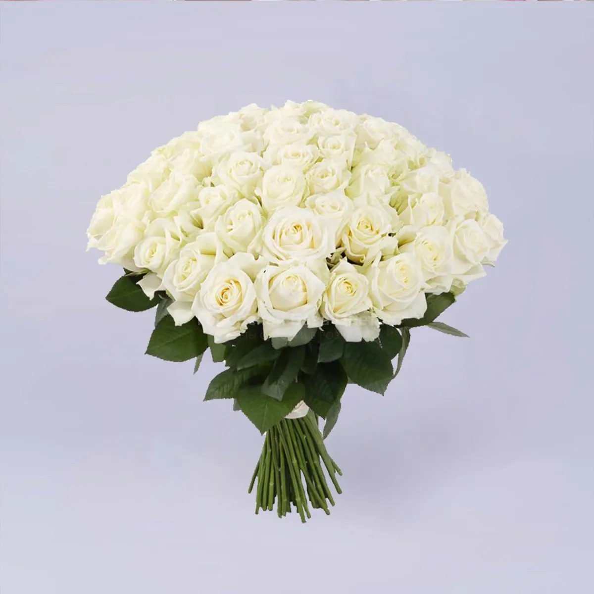 65 белых роз (70 см)