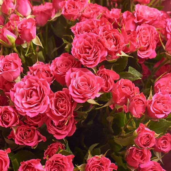 25 розовых роз (50 см)