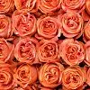 33 розы Вайлд Спирит (50 см)