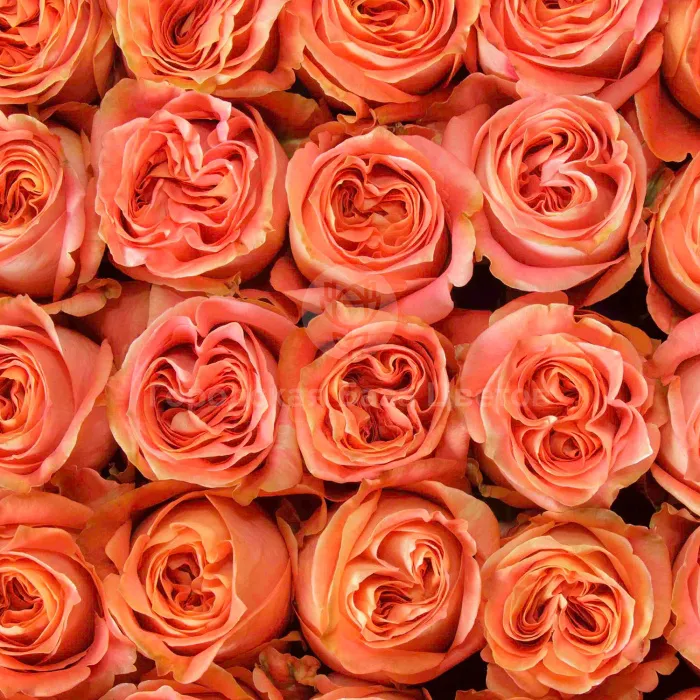 33 оранжевые розы (50 см)