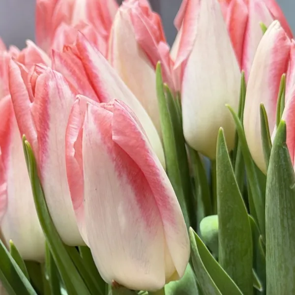 Букет из тюльпанов