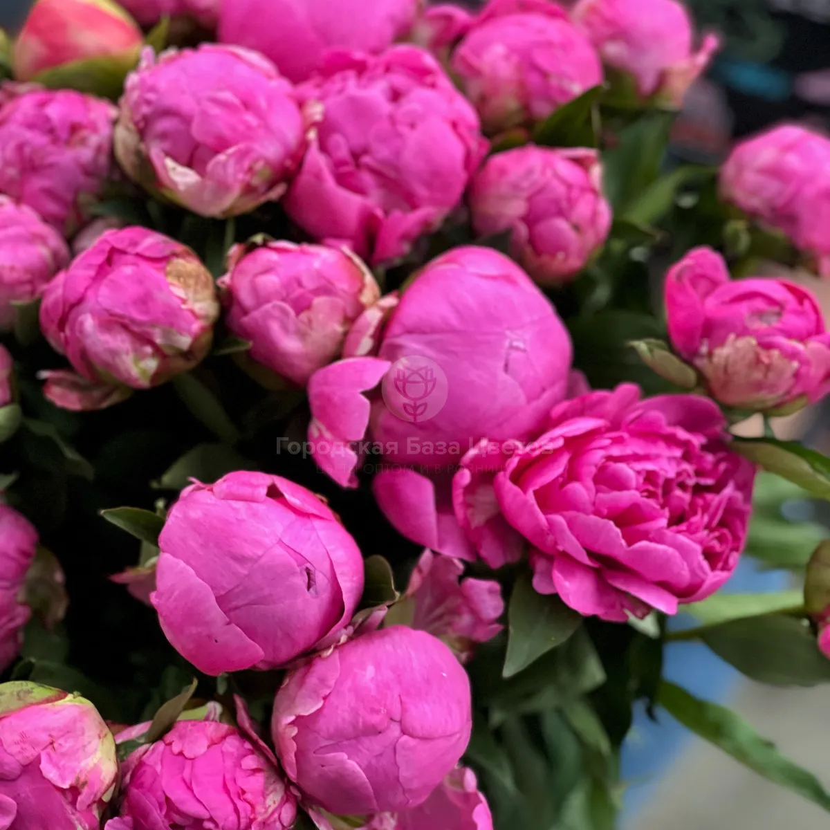 13 розовых пионов