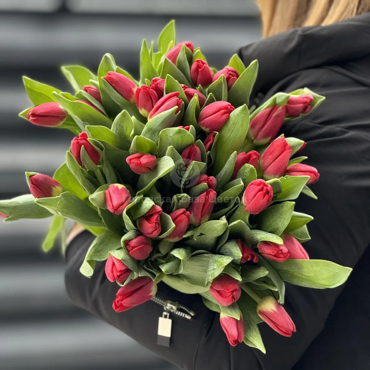 37 красных тюльпанов
