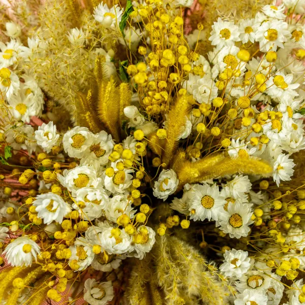 Белые и жёлтые сухоцветы микс