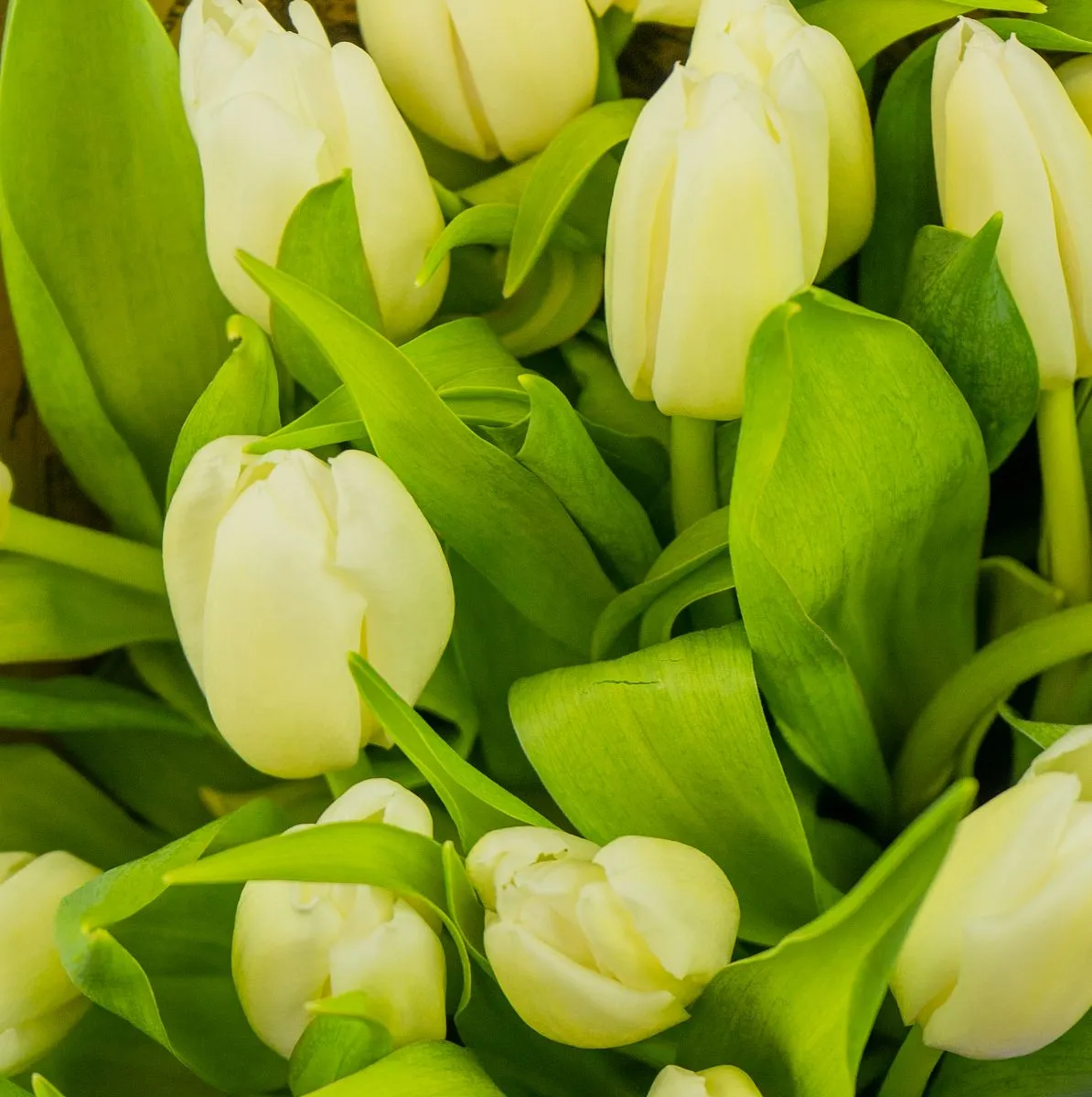 Букет из 15 белвых тюльпановфото №3 Букет из 15 белвых тюльпанов