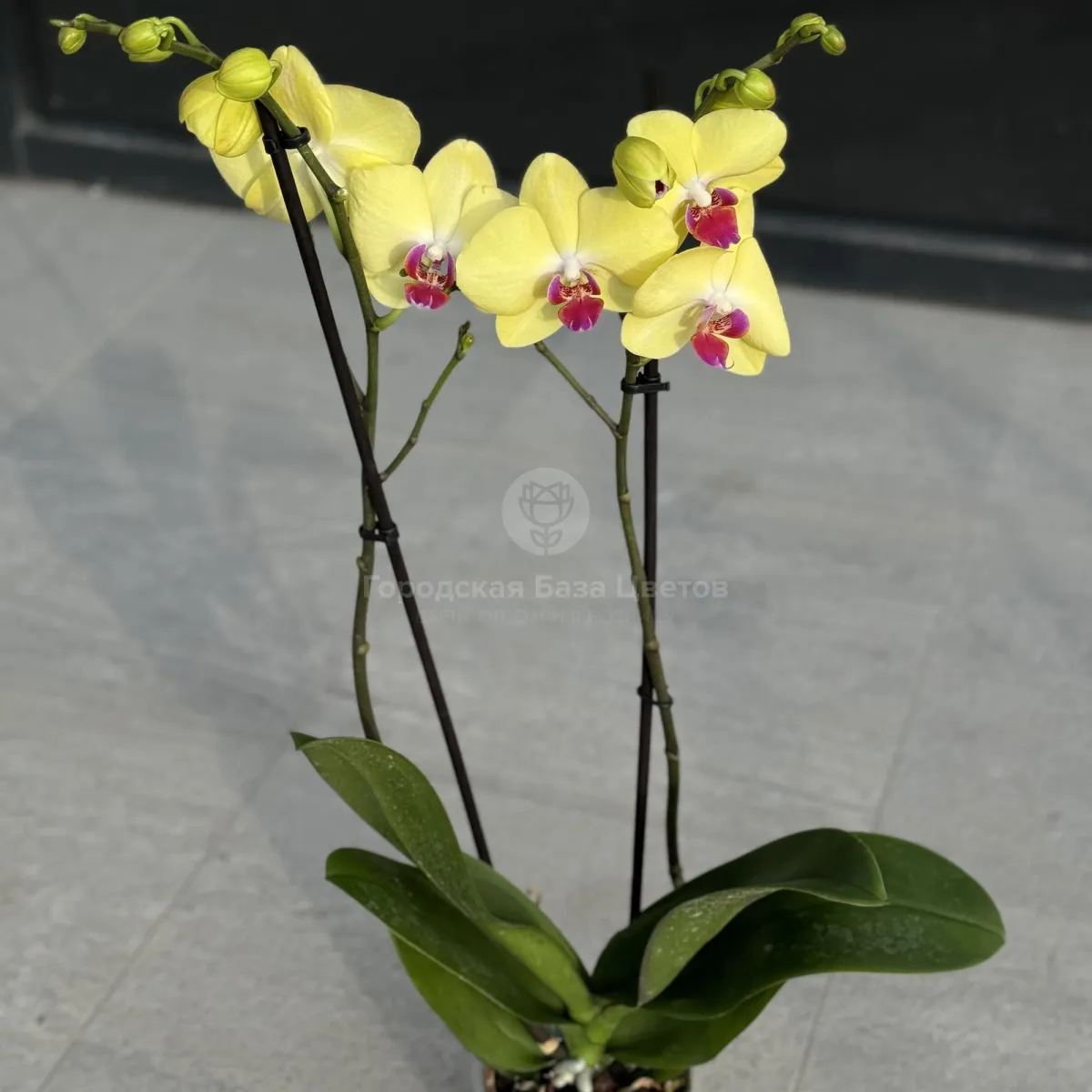 Орхидея в горшке жёлтая