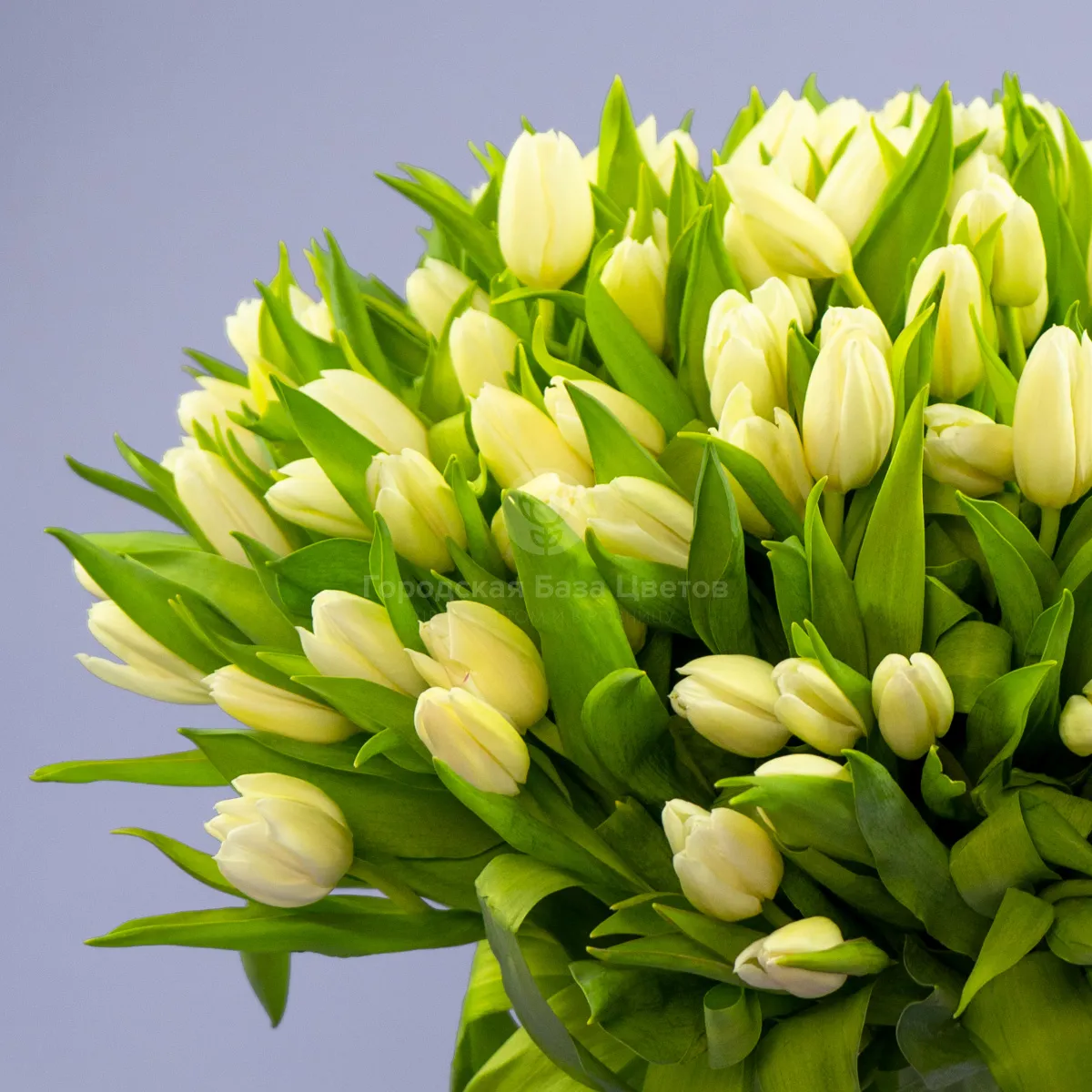 Букет из 97 тюльпанов фото №3 Букет из 97 тюльпанов