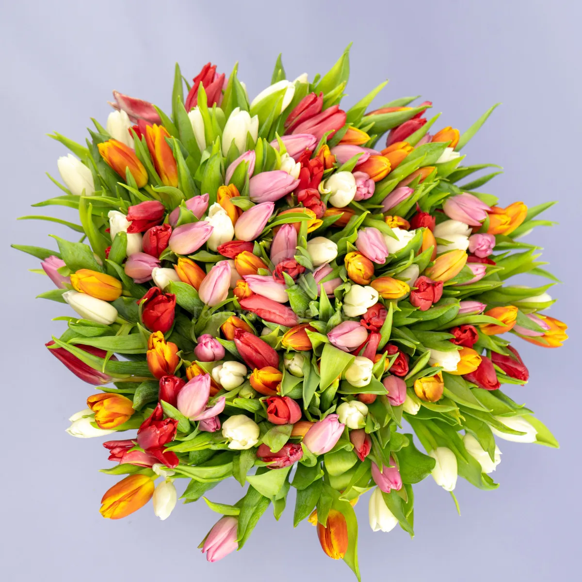 Букет из 201 светлого тюльпана микс фото №2 Букет из 201 светлого тюльпана микс