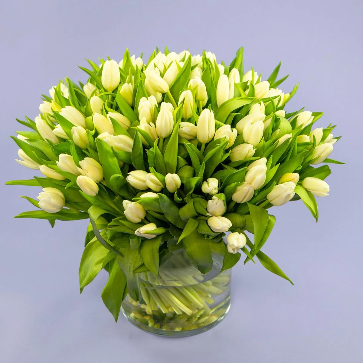 Букет из 97 тюльпановфото №1 Букет из 97 тюльпанов