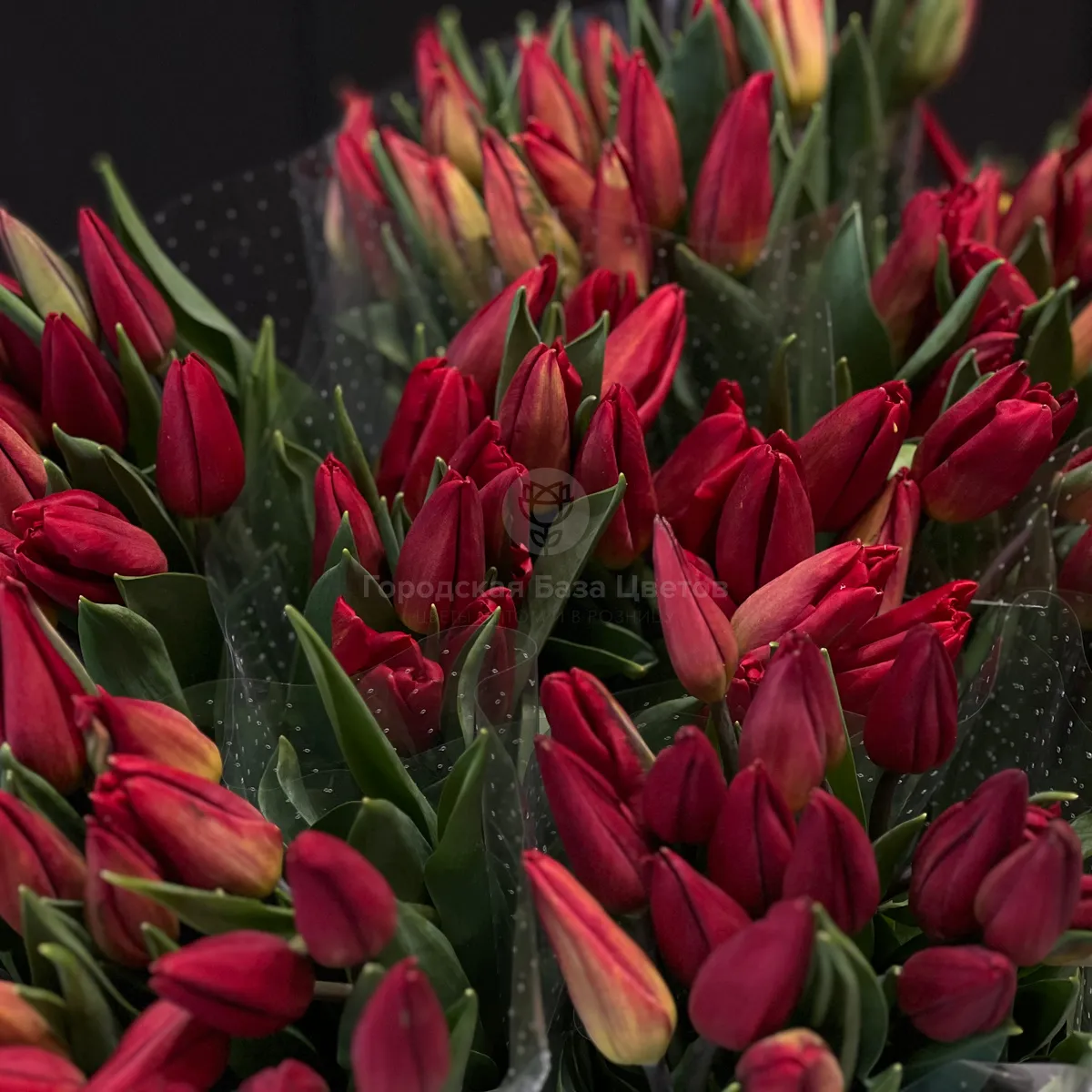 53 красных тюльпана фото №3 53 красных тюльпана