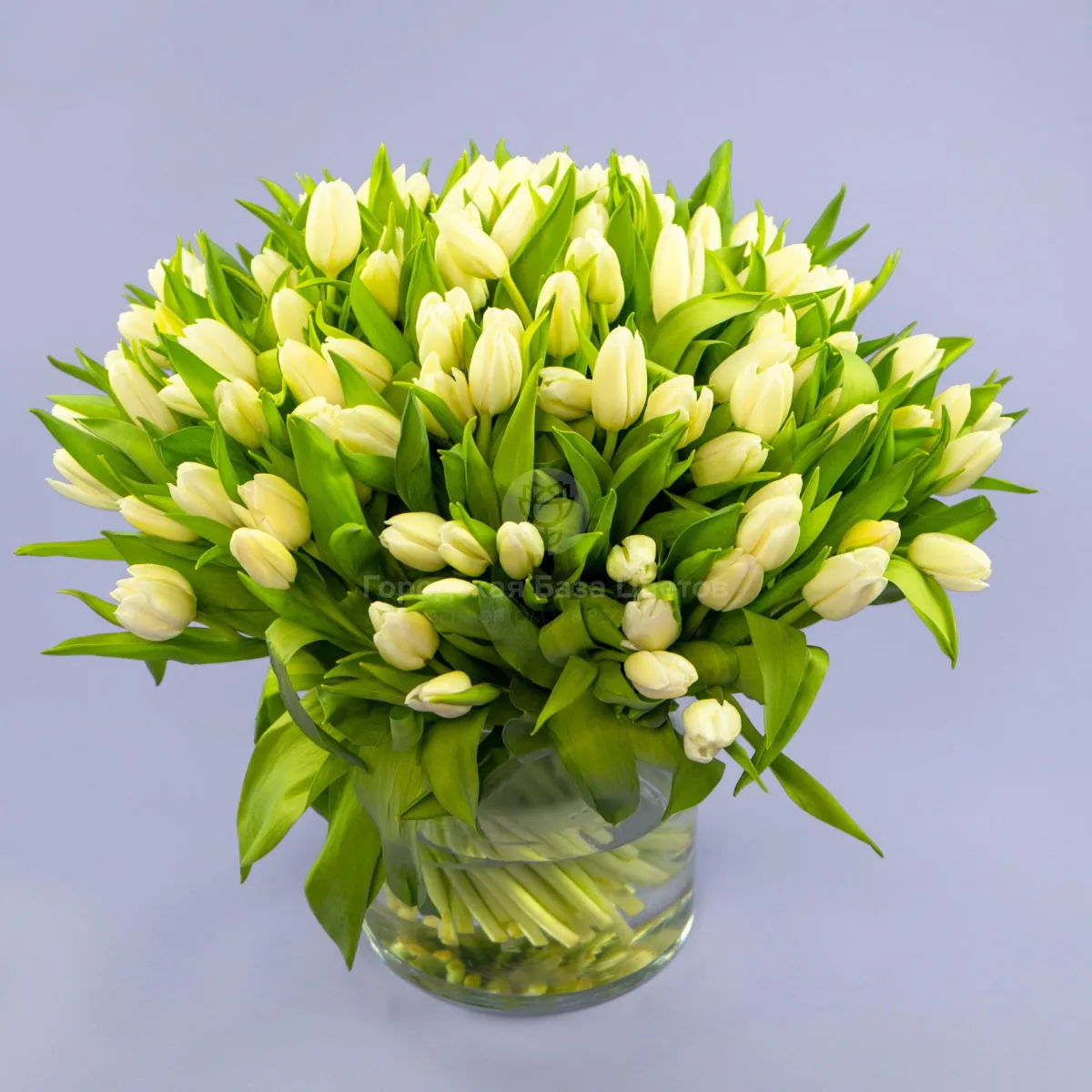 Букет из 97 тюльпанов фото №1 Букет из 97 тюльпанов