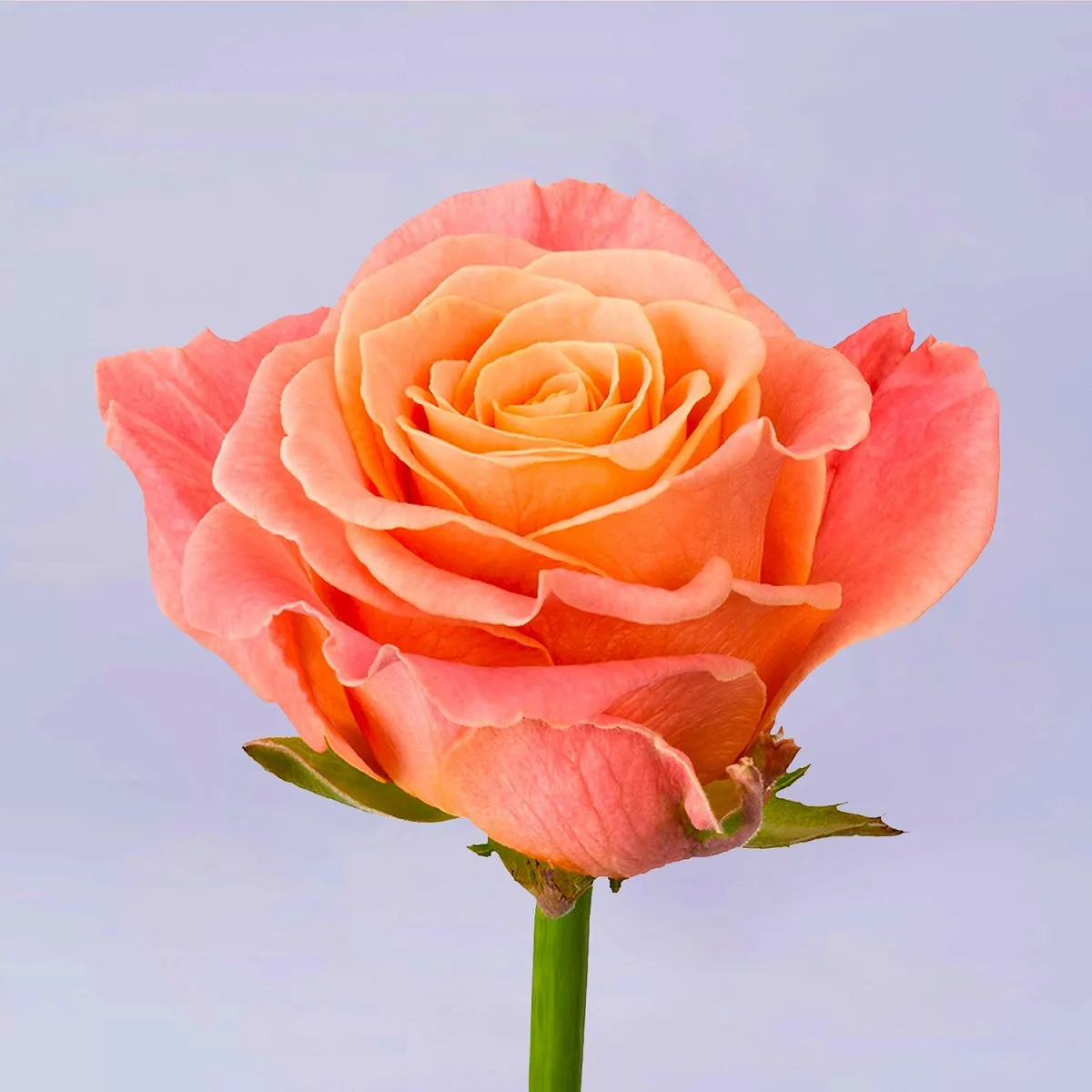 141 оранжевая роза (70 см)