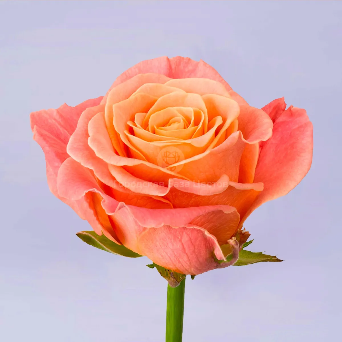 101 оранжевая роза (70 см)
