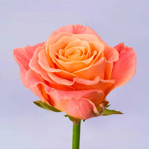 151 оранжевая роза (70 см)