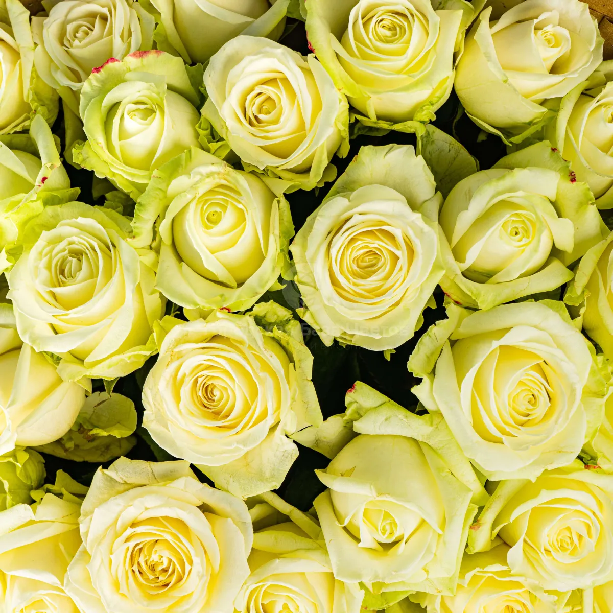 17 бело-зеленых роз (70 см)