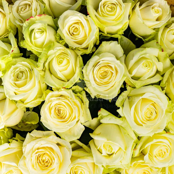 15 бело-зеленых роз (70 см)
