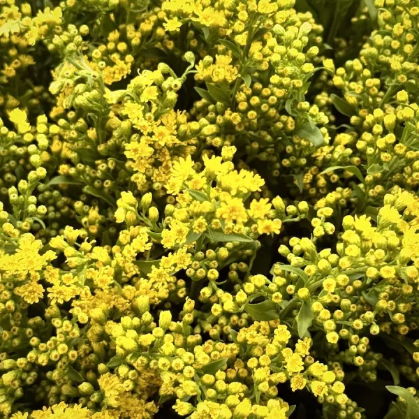 Букет из 19 солидаго