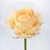21 кремовая роза (60 см)