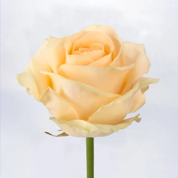 19 кремовых роз (60 см)