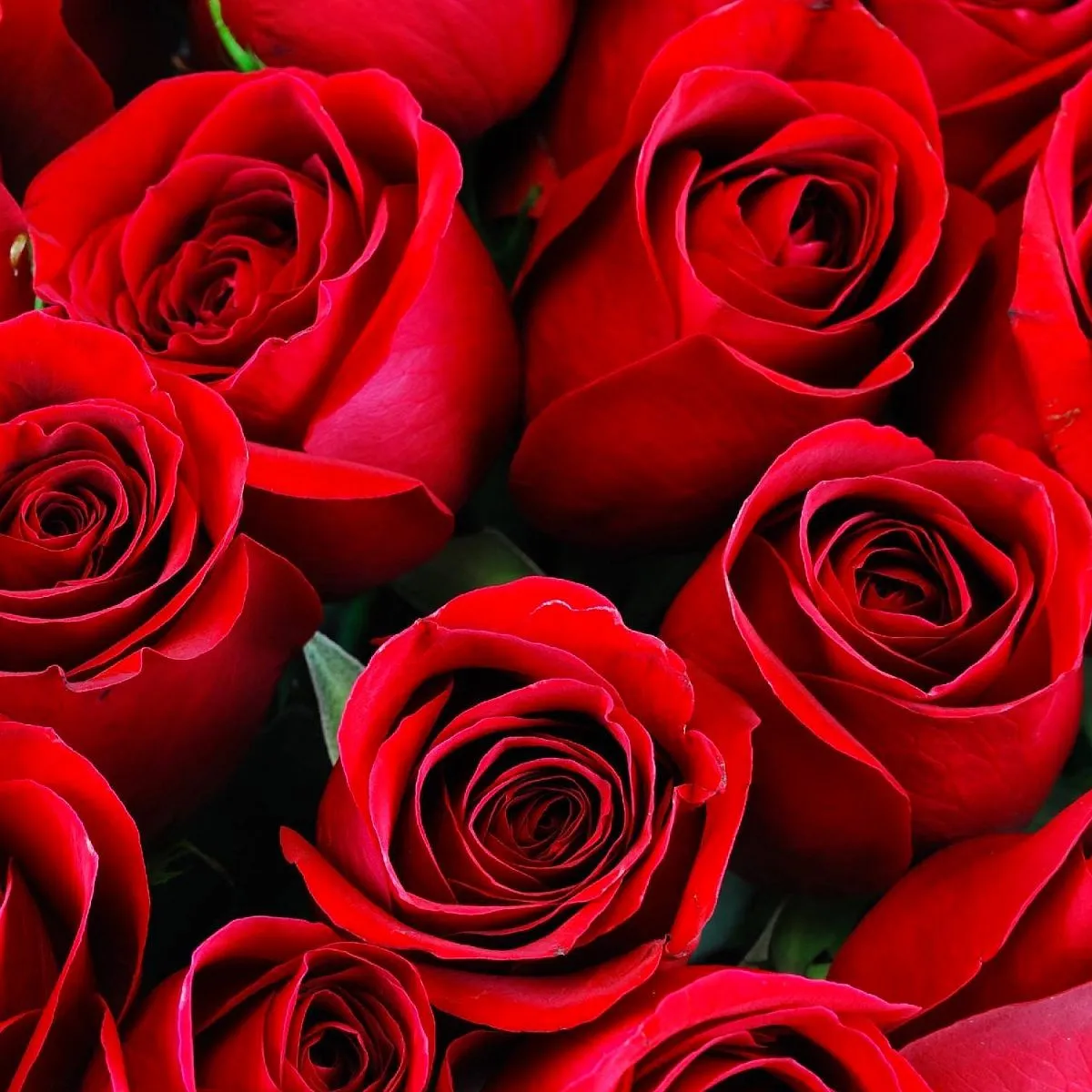 15 красных роз (70 см)