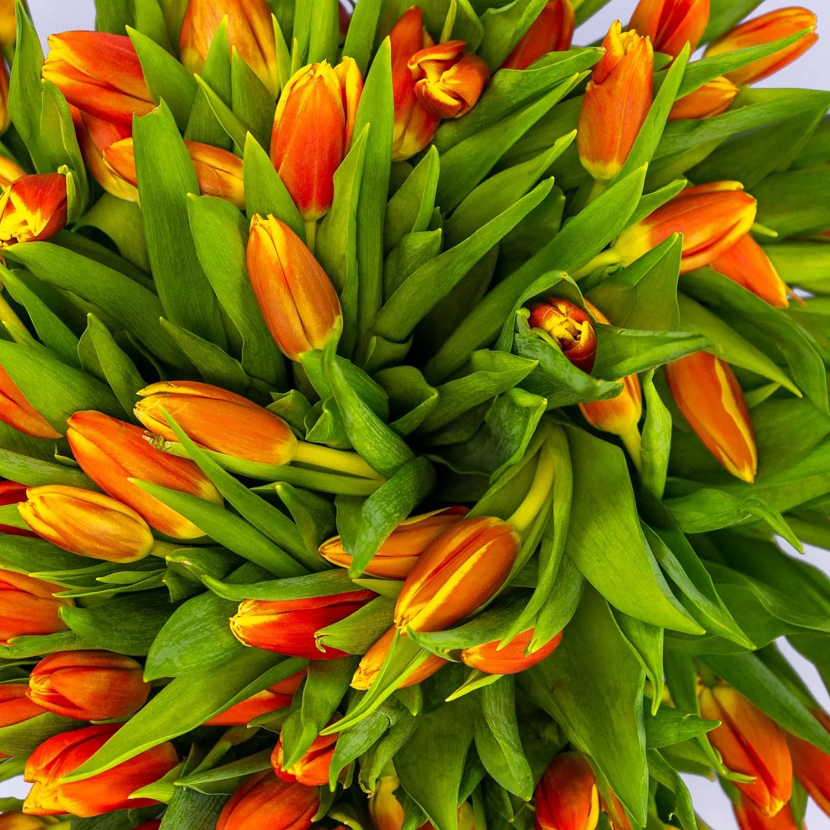 Букет из 101 оранжевого тюльпанафото №4 Букет из 101 оранжевого тюльпана