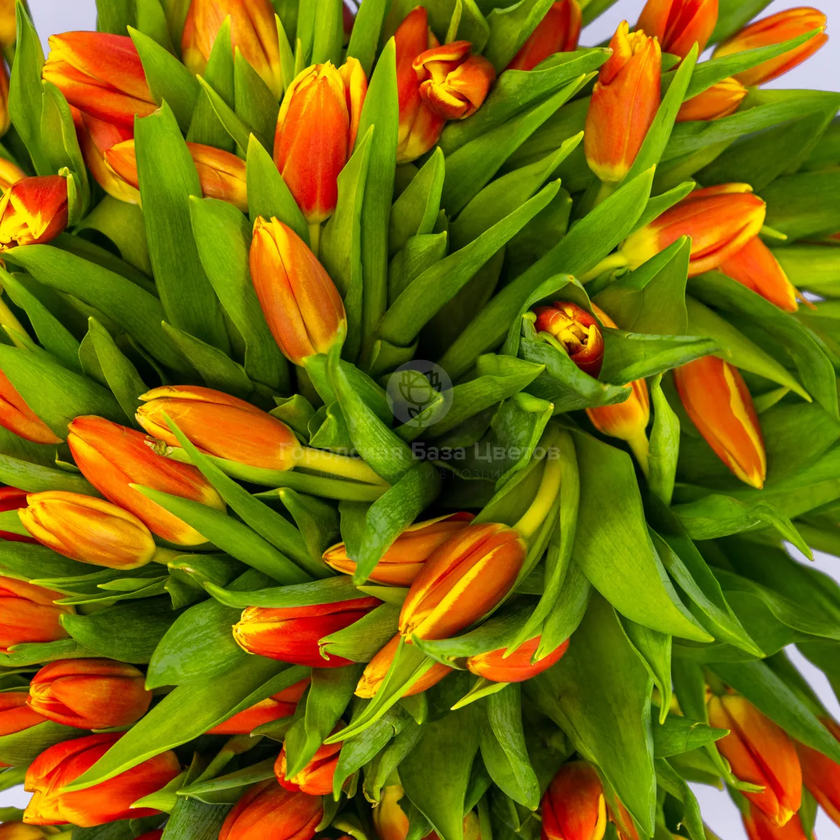 Букет из 101 оранжевого тюльпана фото №4 Букет из 101 оранжевого тюльпана