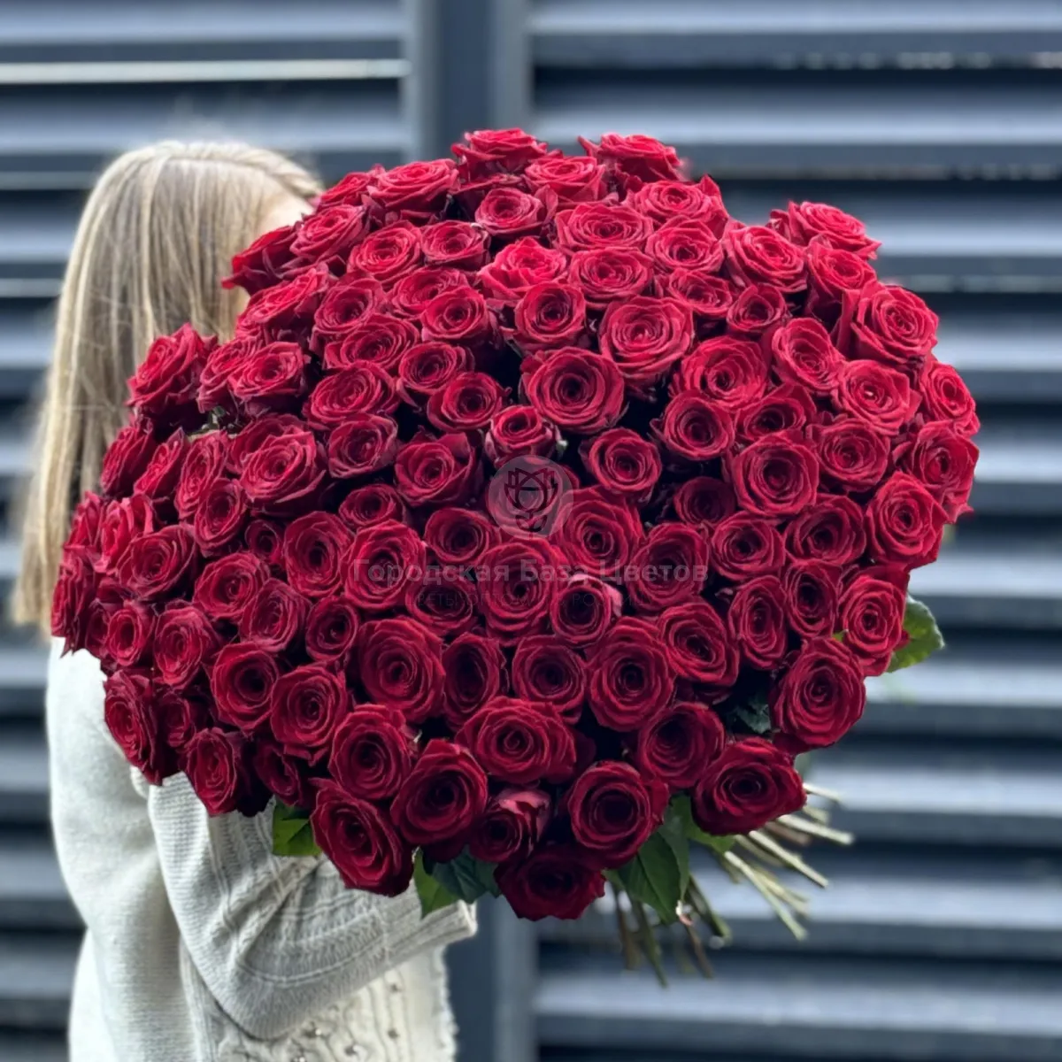 Букет 101 красная роза эквадор (60см)