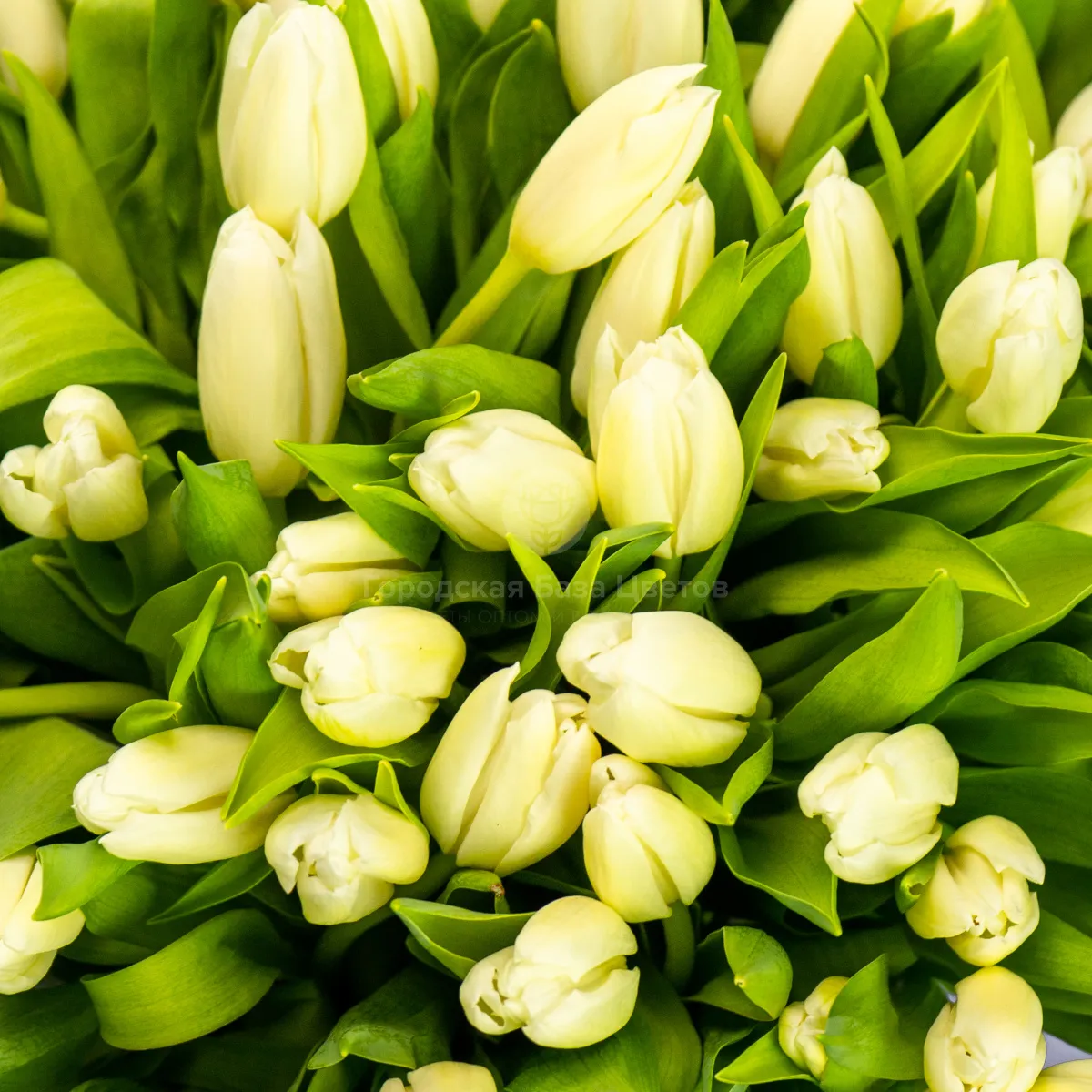 Букет из 101 белого тюльпана фото №4 Букет из 101 белого тюльпана