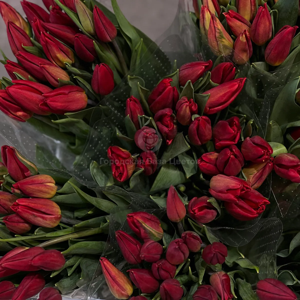 53 красных тюльпана фото №5 53 красных тюльпана