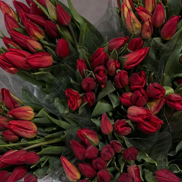 29 красных тюльпанов фото №5 29 красных тюльпанов